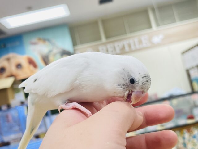 セキセイインコ