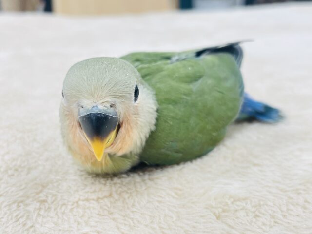 コザクラインコ（小桜インコ）