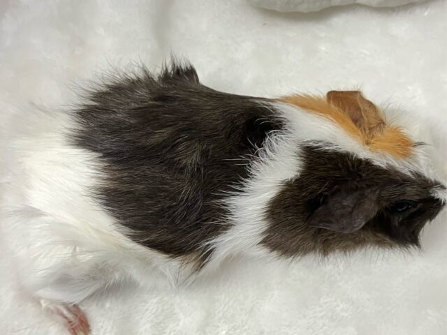 ✨最新画像✨くるりん🎶半顔メイクっ?!🪞🪄︎︎アビシニアンモルモット(2024年7月生まれ) アビシニアンモルモット