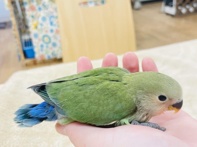コザクラインコ（小桜インコ）
