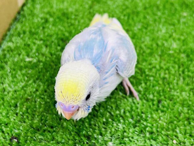 セキセイインコ