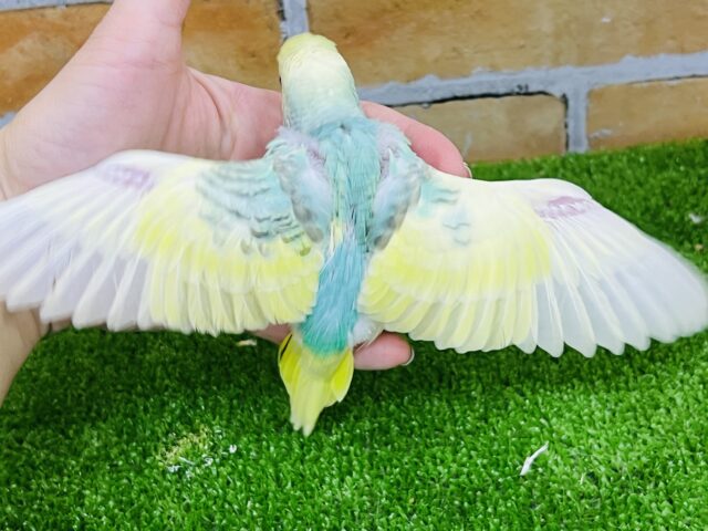 セキセイインコ