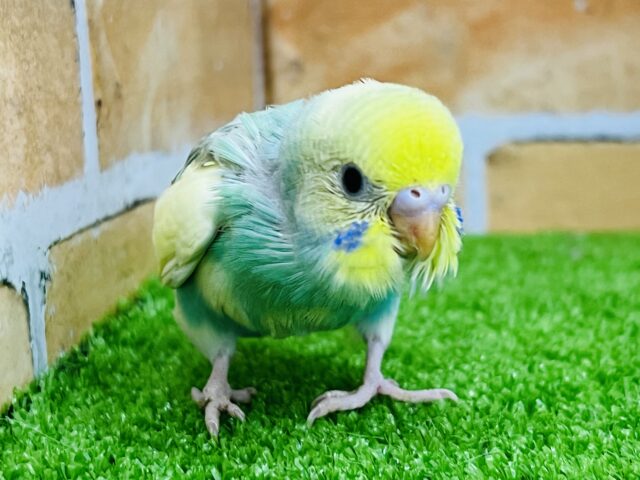 セキセイインコ