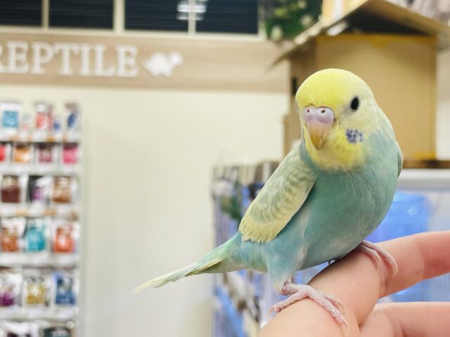 セキセイインコ