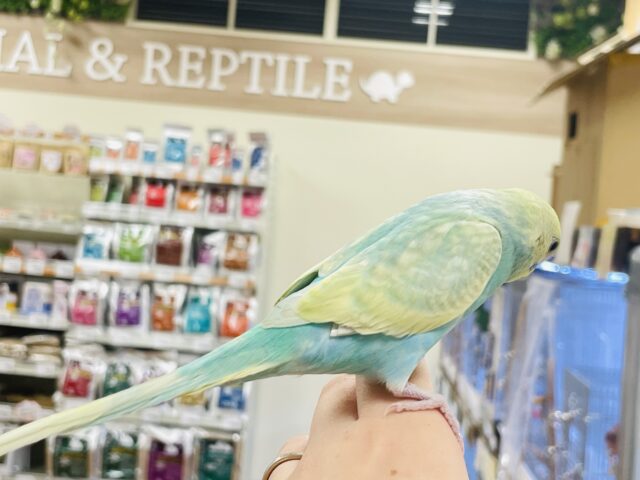 セキセイインコ