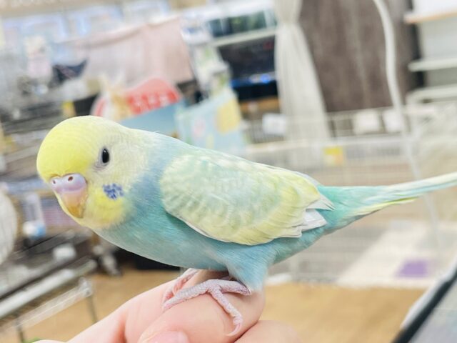 セキセイインコ