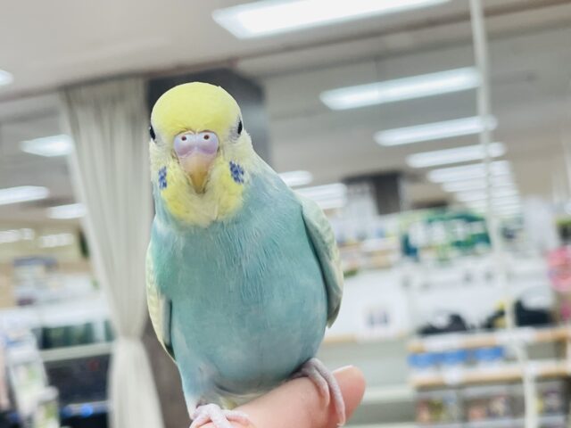 セキセイインコ