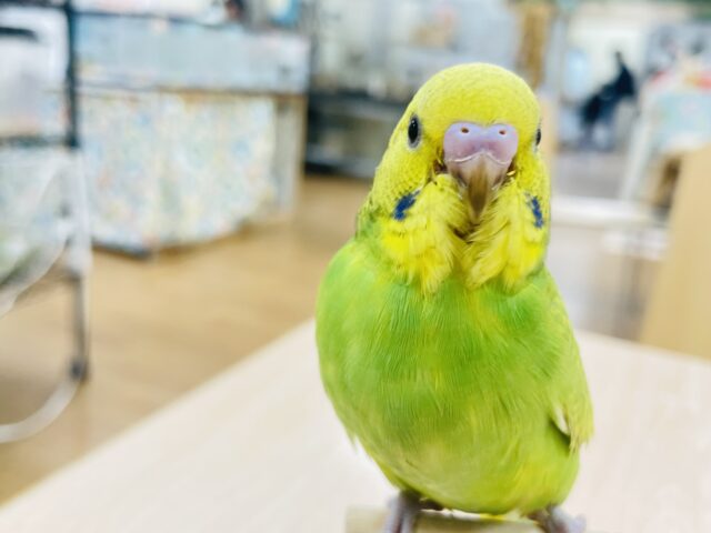 セキセイインコ