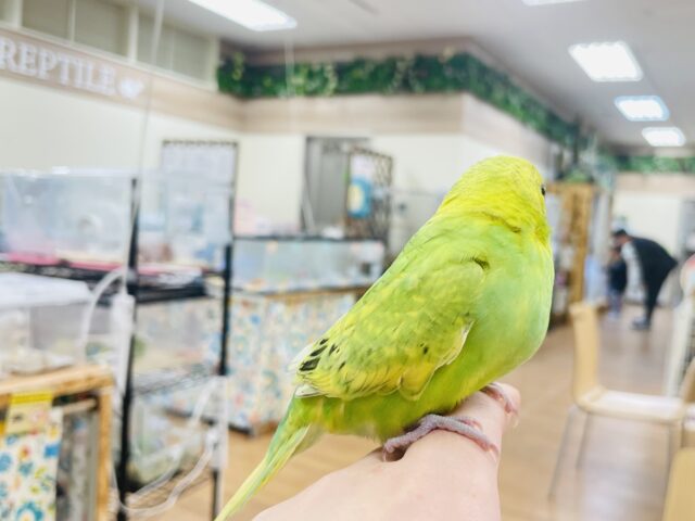 セキセイインコ