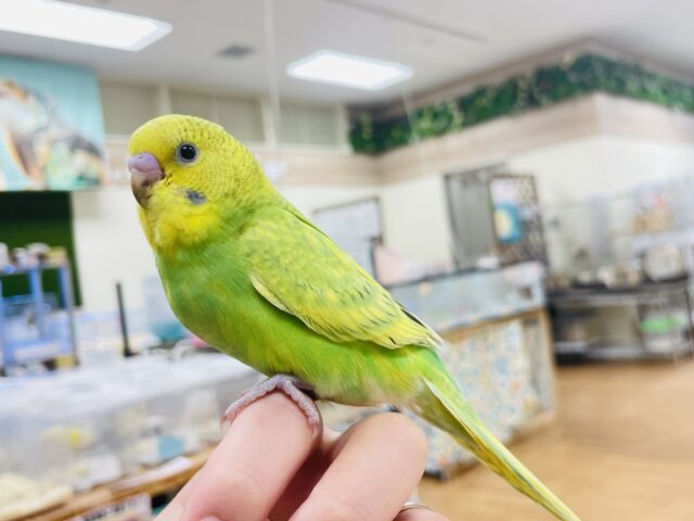 セキセイインコ