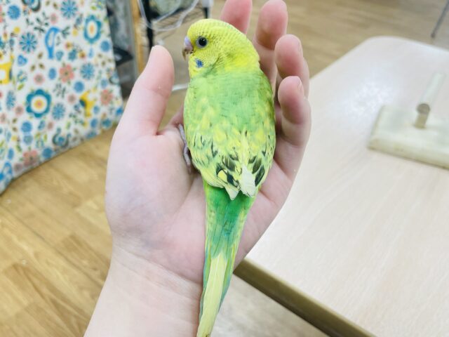 セキセイインコ