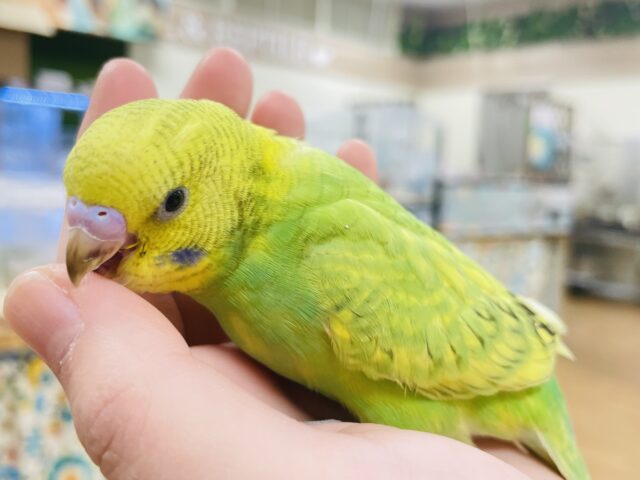 セキセイインコ