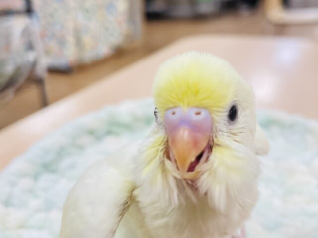 【最新画像更新🪄】優しい色合い♬.*゚セキセイインコ(クリーム)ヒナ セキセイインコ