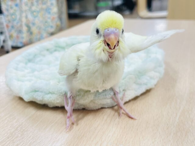 【最新画像更新🪄】優しい色合い♬.*゚セキセイインコ(クリーム)ヒナ セキセイインコ
