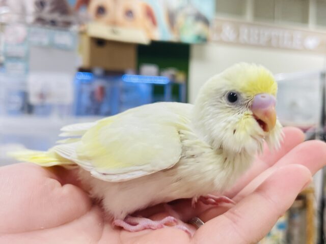 【最新画像更新🪄】優しい色合い♬.*゚セキセイインコ(クリーム)ヒナ セキセイインコ