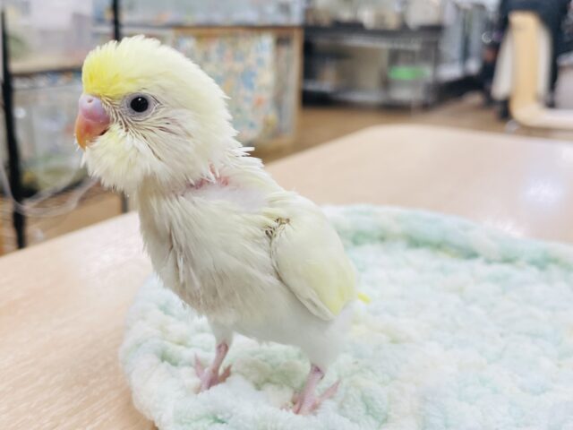 【最新画像更新🪄】優しい色合い♬.*゚セキセイインコ(クリーム)ヒナ セキセイインコ