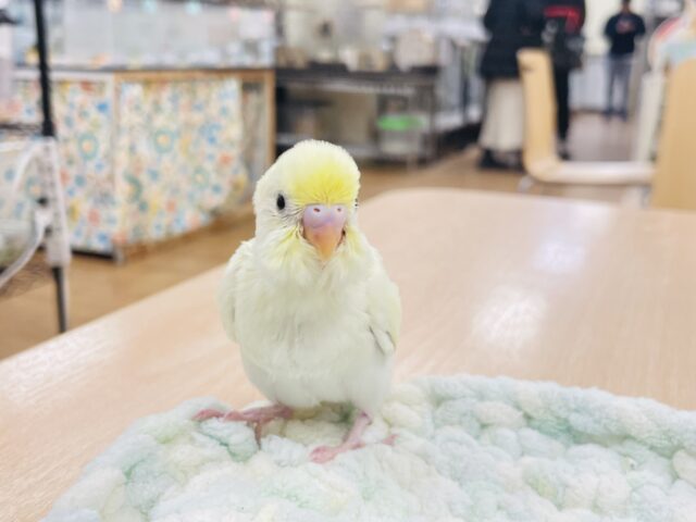 【最新画像更新🪄】優しい色合い♬.*゚セキセイインコ(クリーム)ヒナ セキセイインコ
