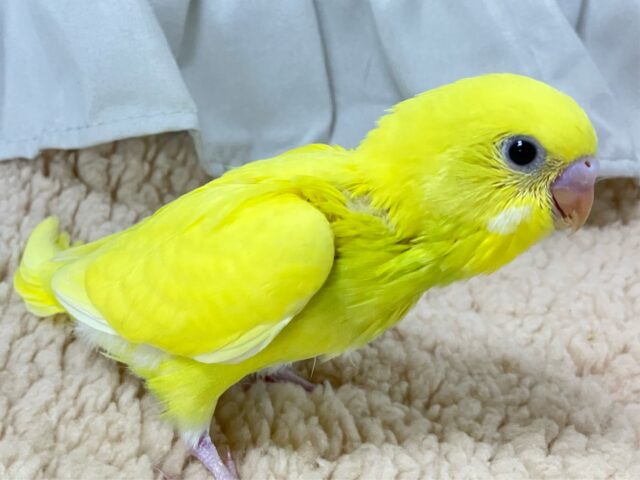 セキセイインコ