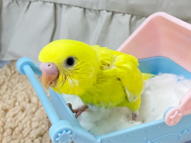 セキセイインコ