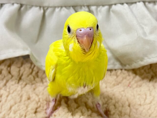 セキセイインコ