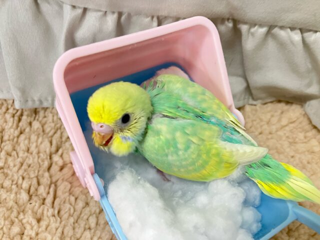 セキセイインコ