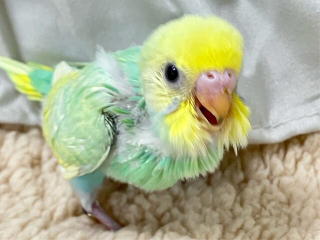 セキセイインコ