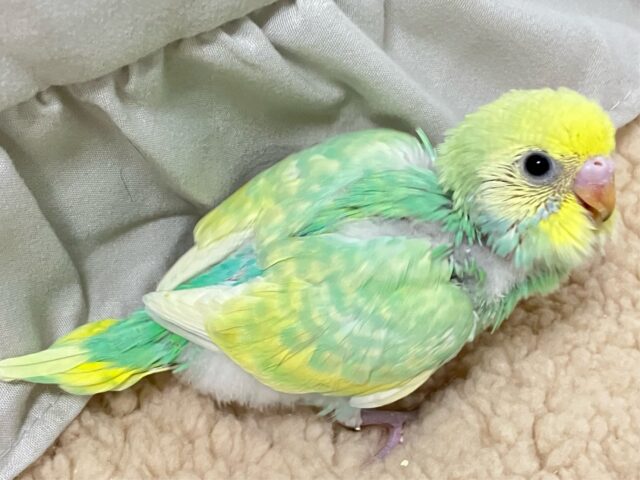 セキセイインコ