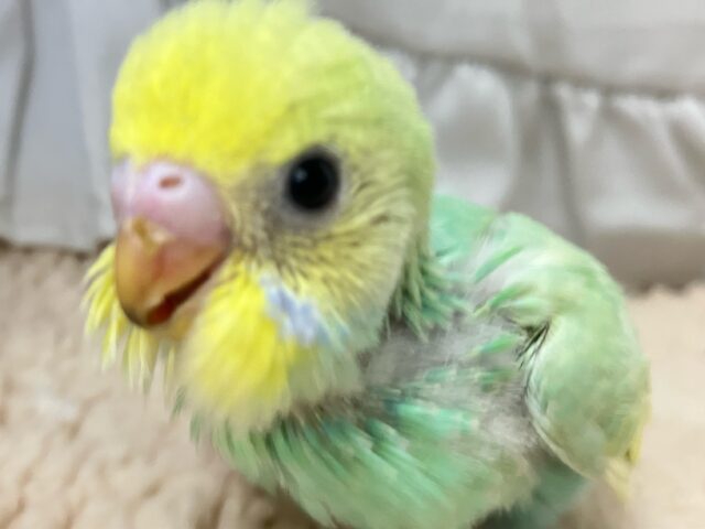 セキセイインコ