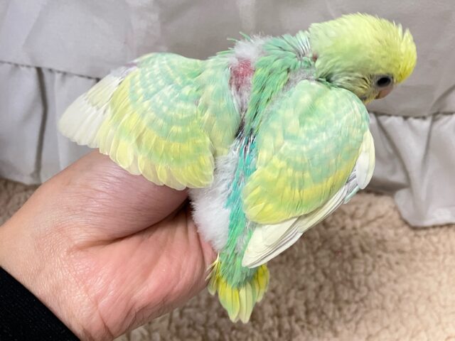 セキセイインコ