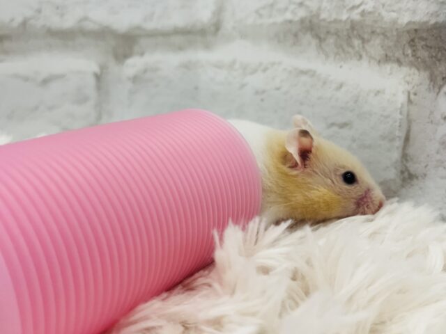 ゴールデンハムスター