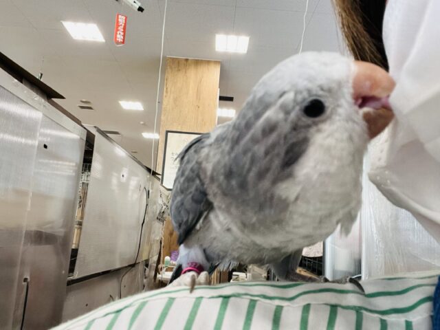 オキナインコ