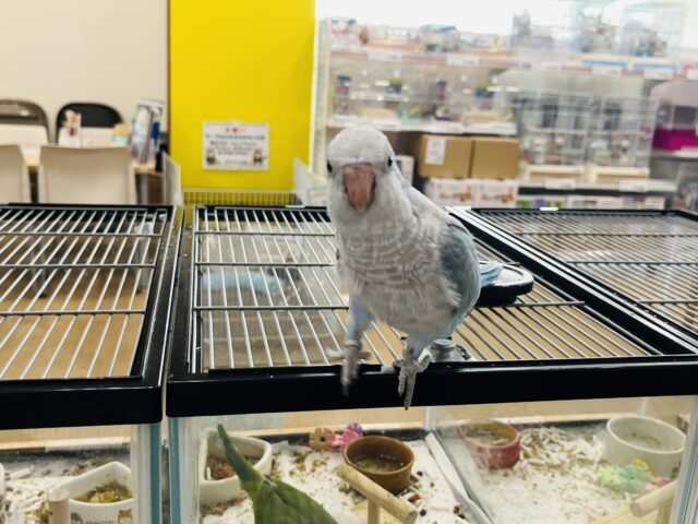 オキナインコ