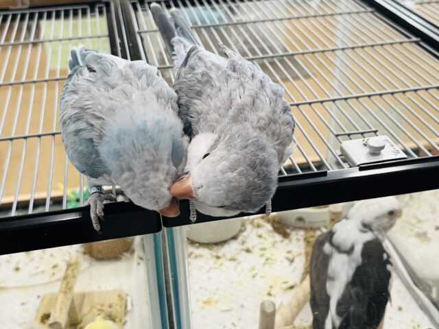 オキナインコ