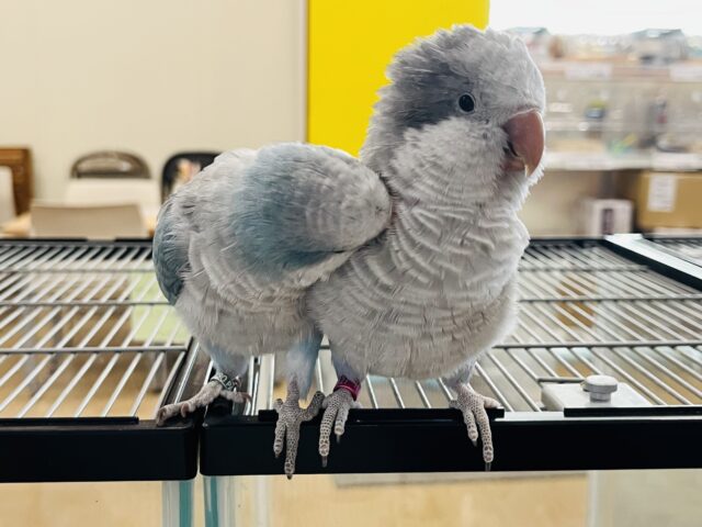 オキナインコ