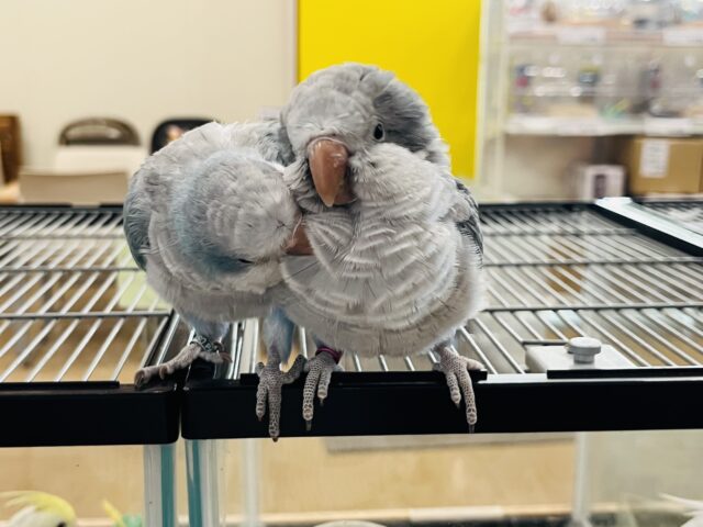 オキナインコ