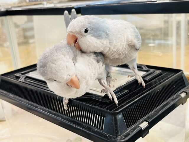 【最新画像更新🪄】イチオシカラー♡ブルー界の天使です🧚♂️オキナインコ(ブルーオパーリン) ヒナ オキナインコ