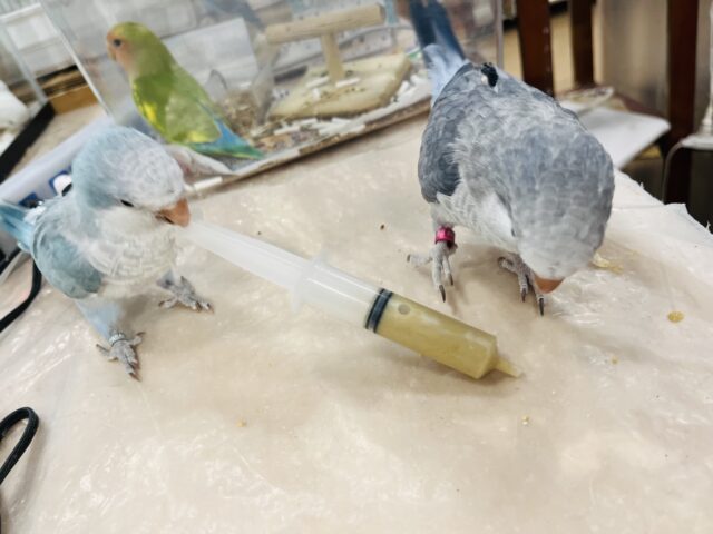 【最新画像更新🪄】イチオシカラー♡ブルー界の天使です🧚♂️オキナインコ(ブルーオパーリン) ヒナ オキナインコ