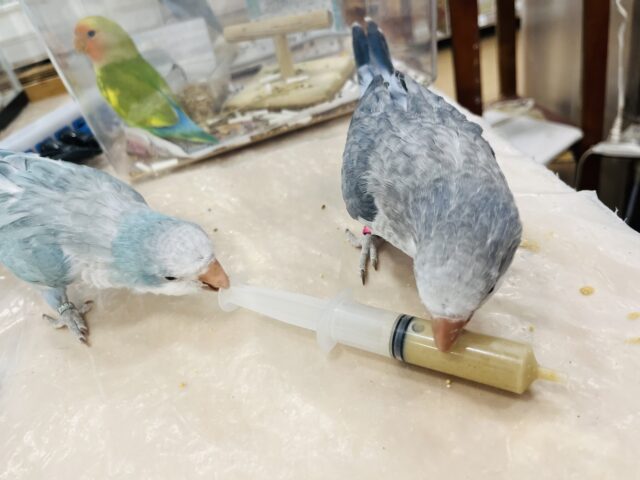 オキナインコ