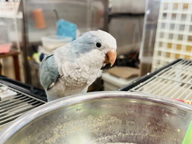 オキナインコ