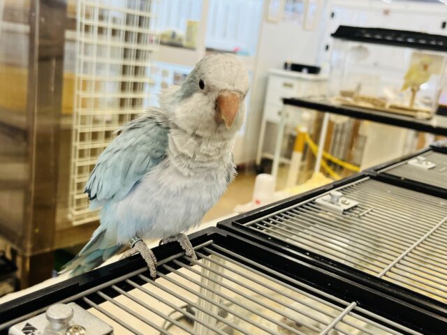 【最新画像更新🪄】イチオシカラー♡ブルー界の天使です🧚♂️オキナインコ(ブルーオパーリン) ヒナ オキナインコ