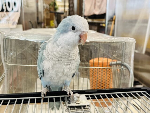 【最新画像更新🪄】イチオシカラー♡ブルー界の天使です🧚♂️オキナインコ(ブルーオパーリン) ヒナ オキナインコ