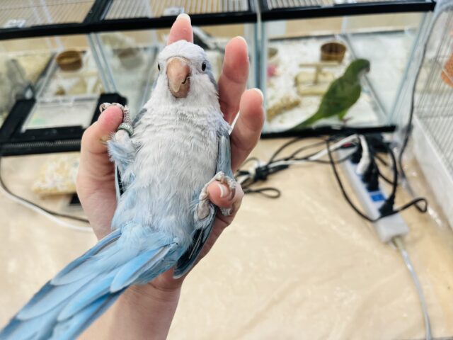 オキナインコ