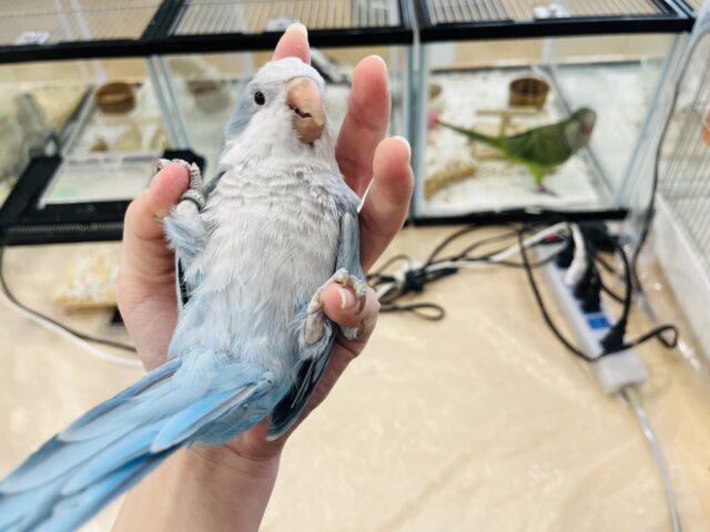 【最新画像更新🪄】イチオシカラー♡ブルー界の天使です🧚♂️オキナインコ(ブルーオパーリン) ヒナ オキナインコ