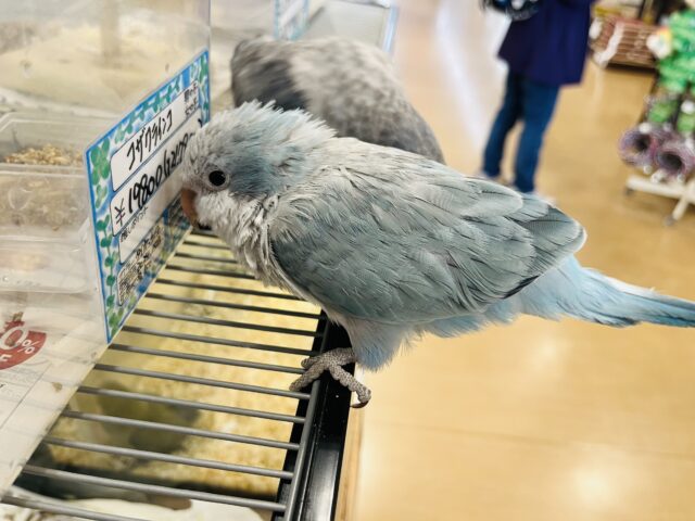 【最新画像更新🪄】イチオシカラー♡ブルー界の天使です🧚♂️オキナインコ(ブルーオパーリン) ヒナ オキナインコ