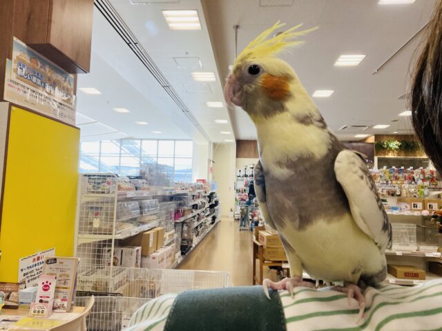 肩の上って居心地良いね♬*°オカメインコ(パールパイド) オカメインコ