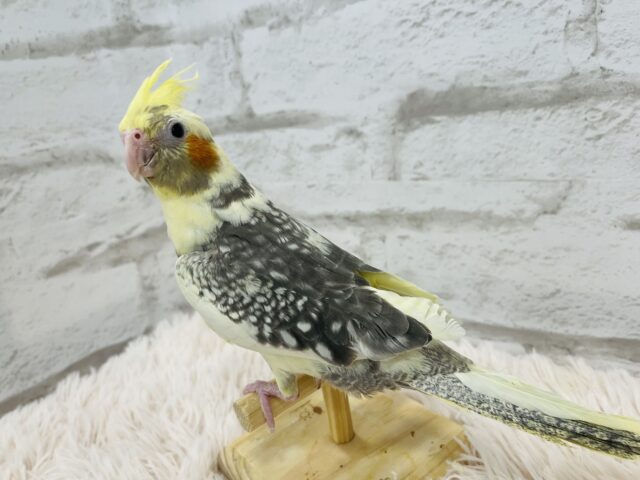 肩の上って居心地良いね♬*°オカメインコ(パールパイド) オカメインコ