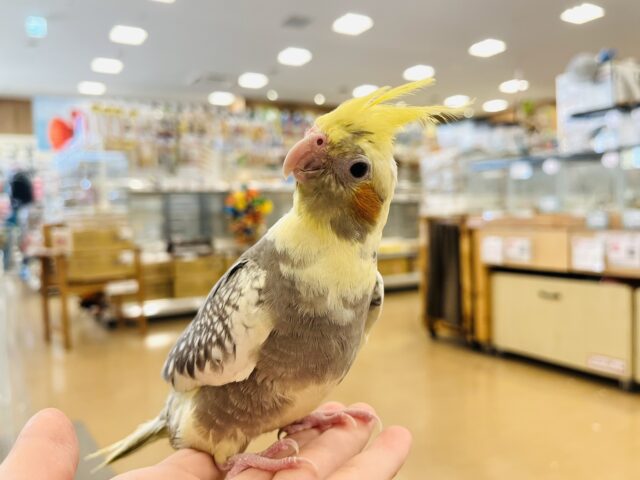 肩の上って居心地良いね♬*°オカメインコ(パールパイド) オカメインコ