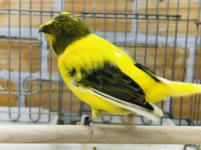 グロスターカナリア