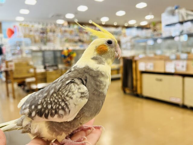 肩の上って居心地良いね♬*°オカメインコ(パールパイド) オカメインコ