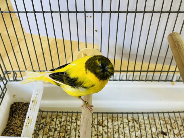 グロスターカナリア